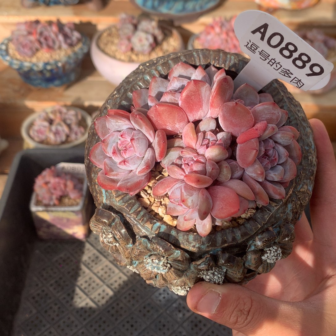 A0889 开播福利 紫皮星影群 有砍 9cm