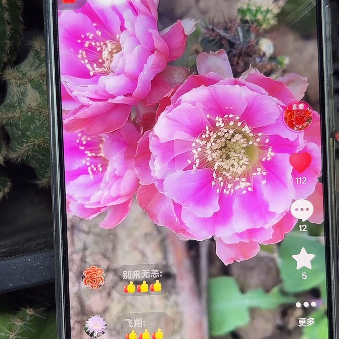 L33丽花小小侧牙20包邮