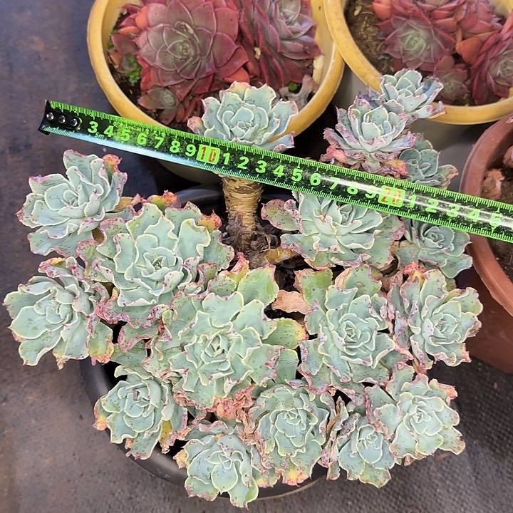 海啸224 多肉植物一物一拍