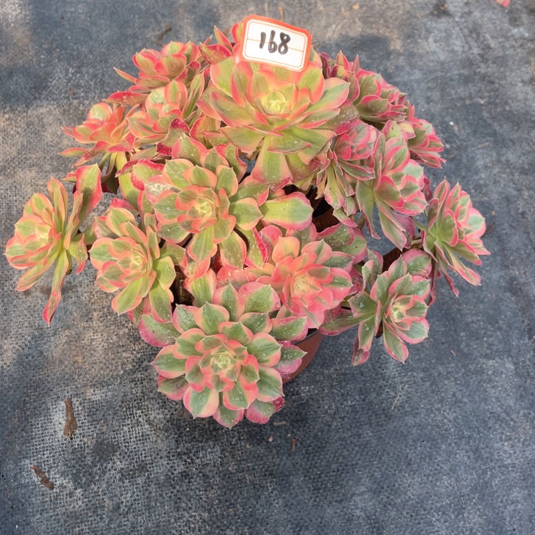 初恋老桩手捧福利168