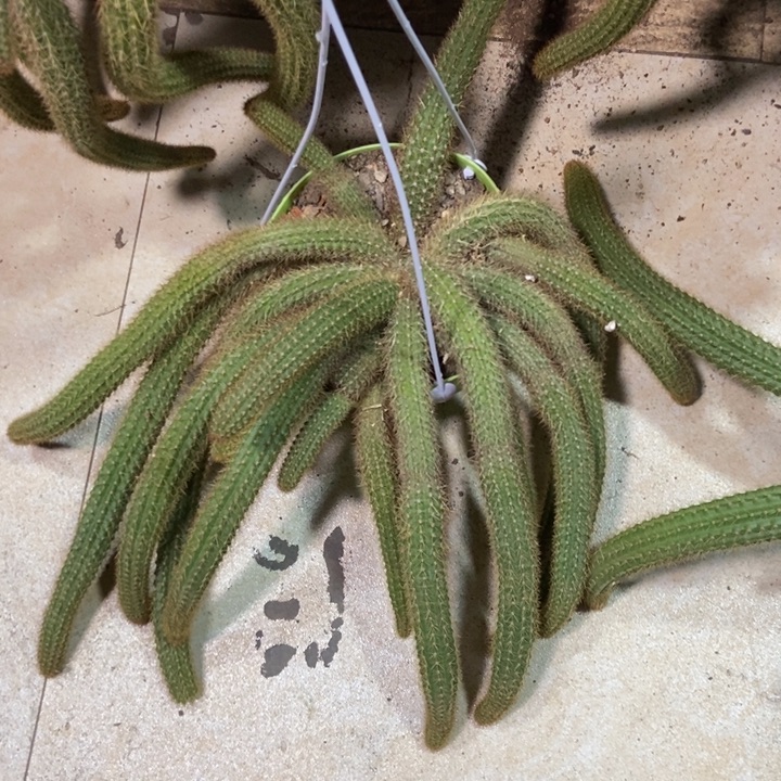 甛***餹仙人球橙仙子一物一拍