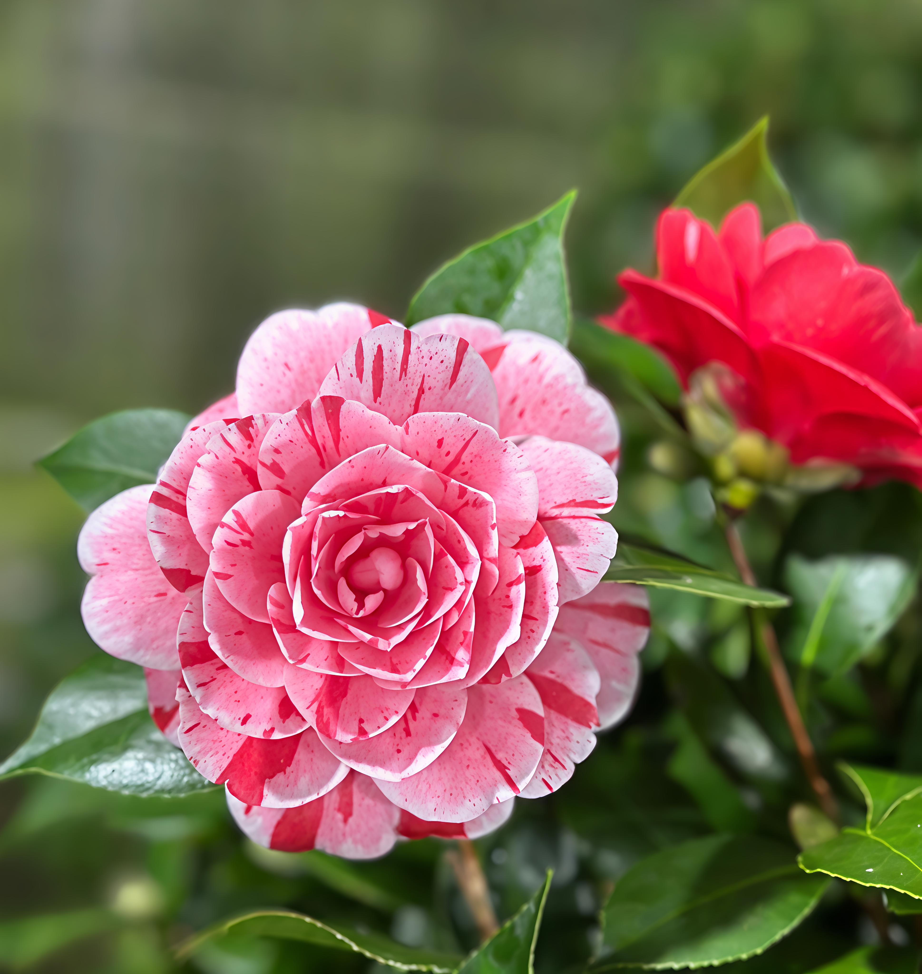 多色赤丹茶花重瓣一物一拍