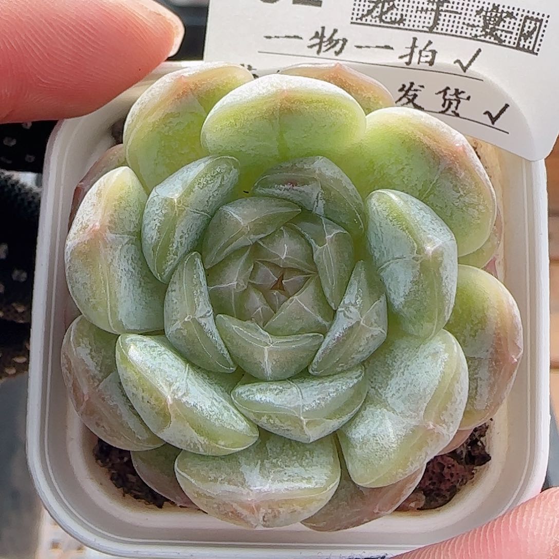 多肉0711-52白色恋人