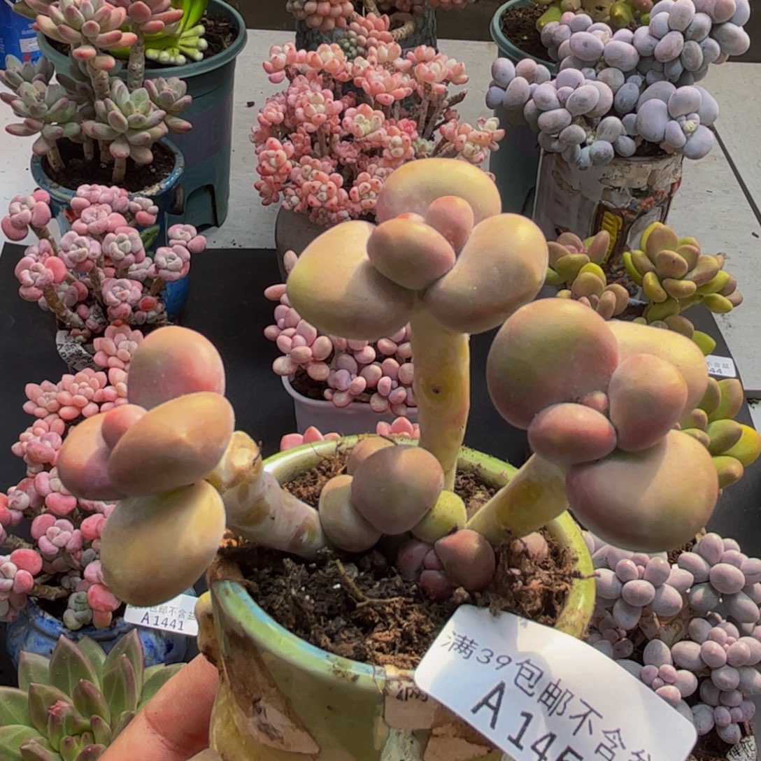 456芒果kk奶6cm多肉植物