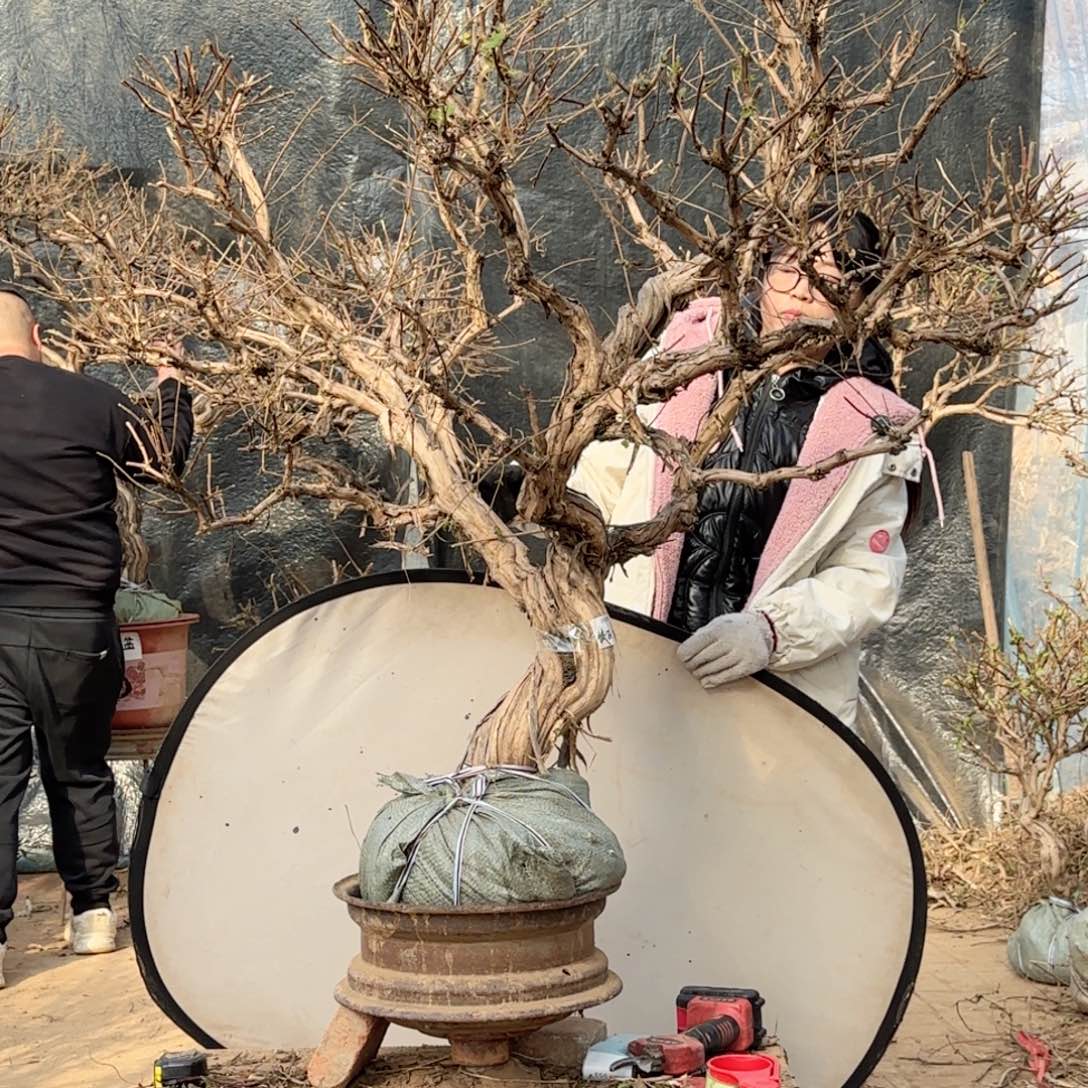 金银花金银花金银花