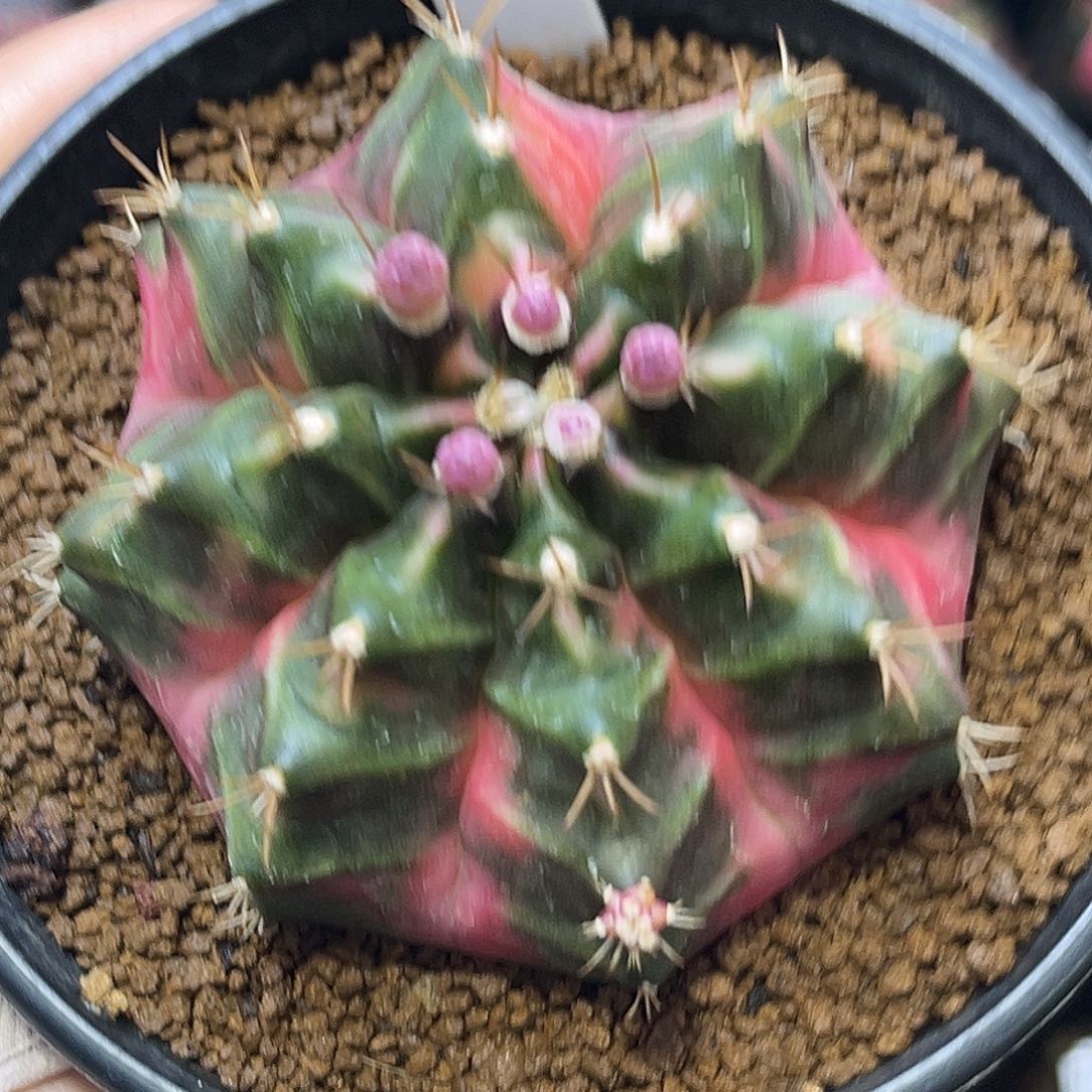 泰系实生豪臀米哈锦160