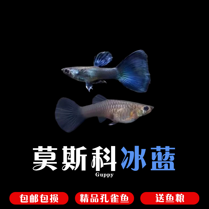 莫斯科冰蓝孔雀鱼2-3厘米小型热带淡水观赏鱼好养耐活