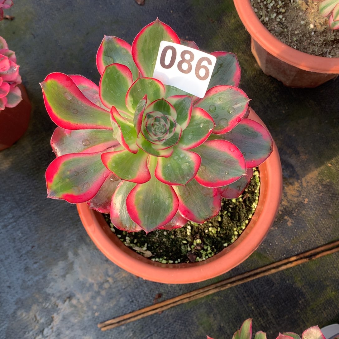 嘉***）不知道是啥0086法师多肉植物1260000