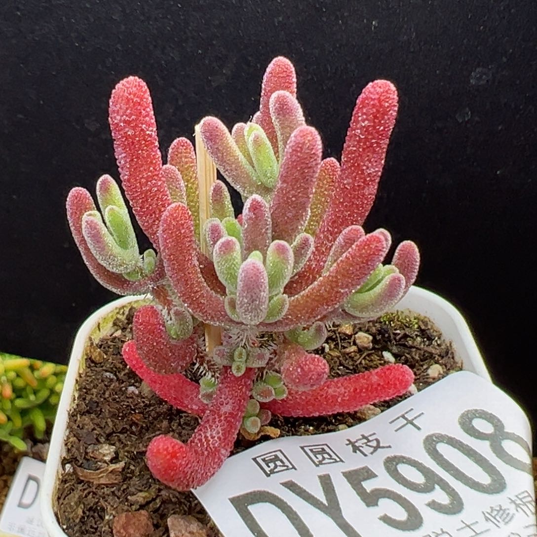 dy5908实生紫钻冠幅3.5cm