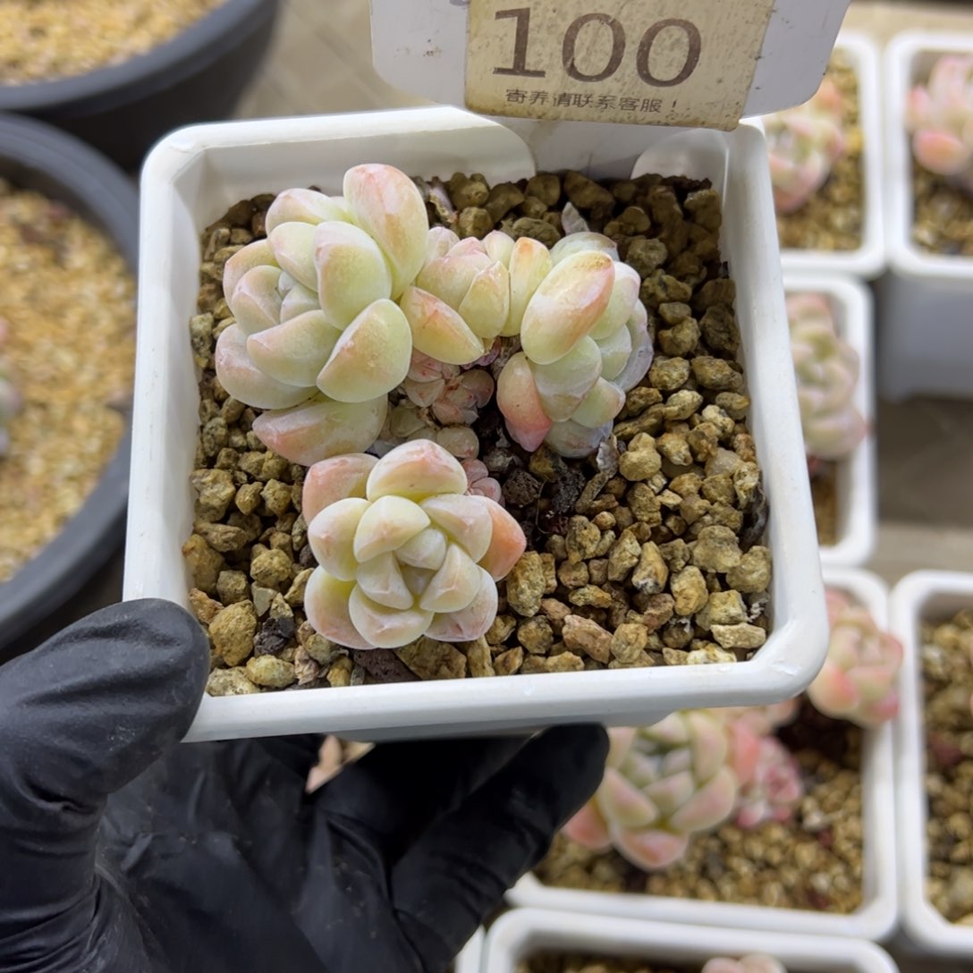 红陶小****g100号多肉植物