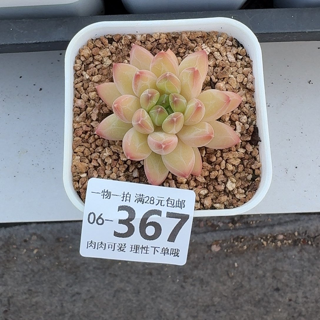 胖体青花瓷无盆土发货无盆