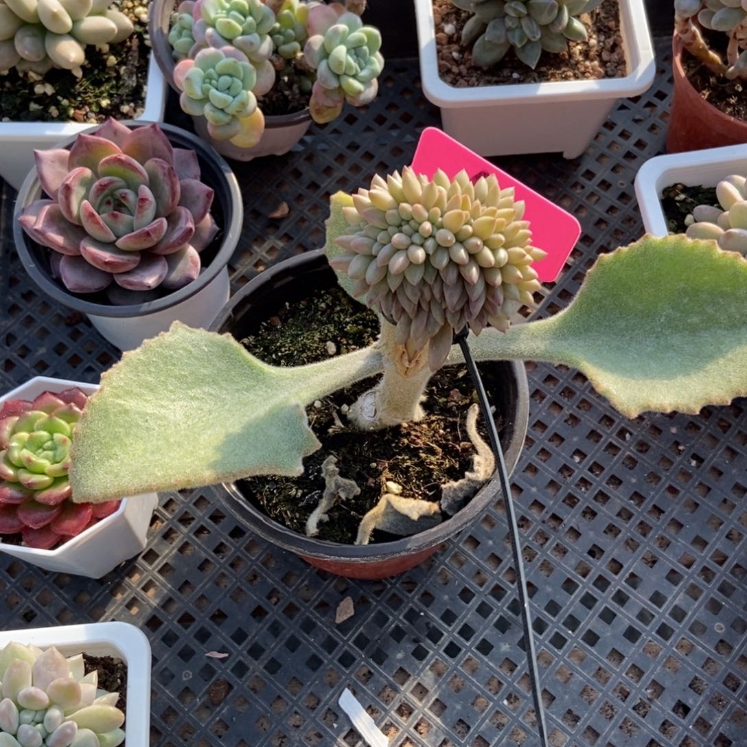 64车厘子缀多肉植物多肉