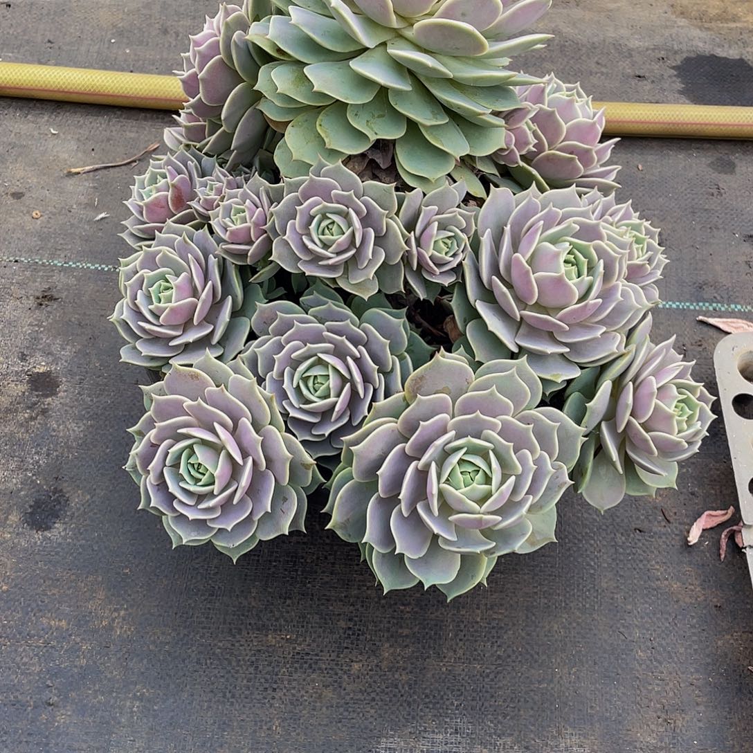 冰***薇露娜连多肉植物群