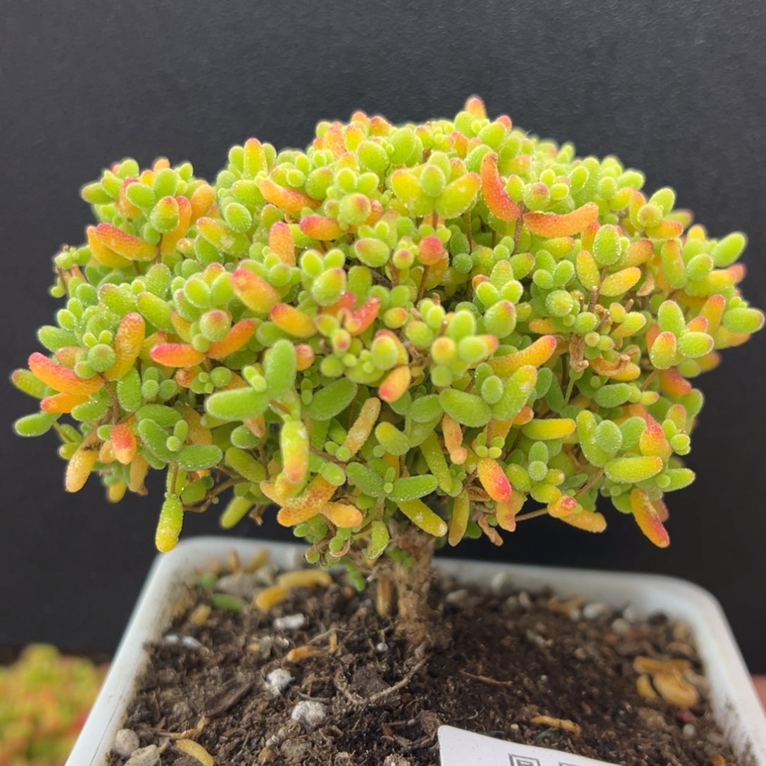 开播炸dy5469老桩精控蜜橘糖球冠幅8cm