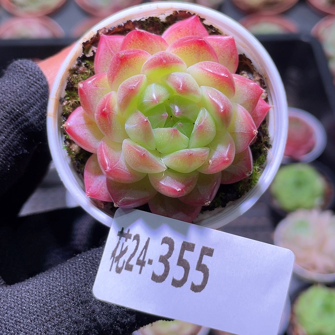 花利美24-355新品