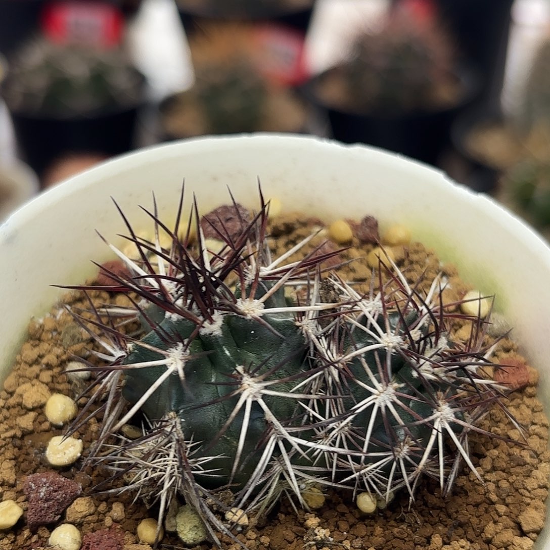 仙人球实生达氏青花虾