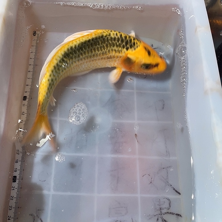 蝴蝶鲤鱼渔场直发29