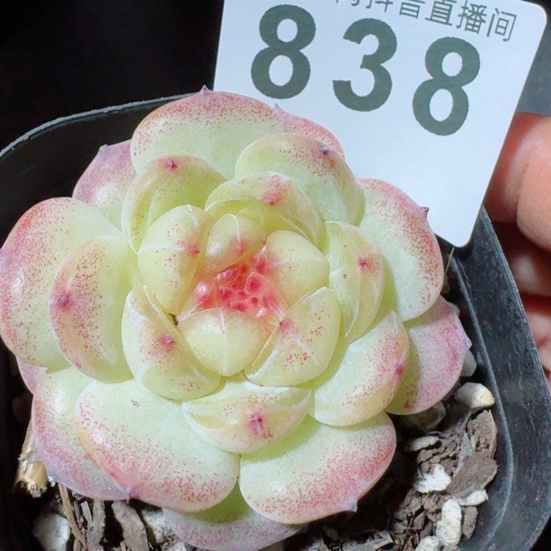 孤品珍妮       多肉植物