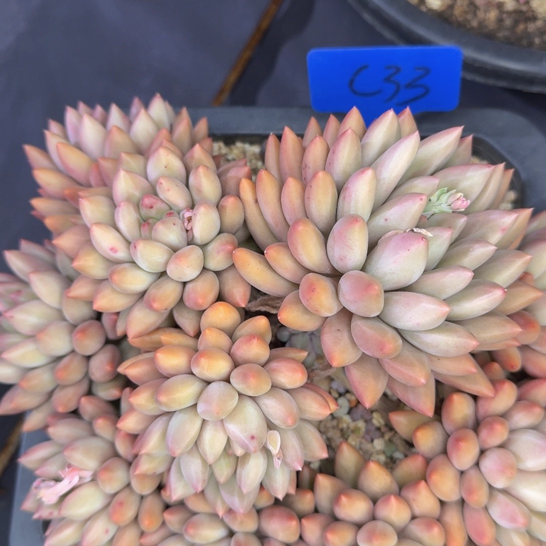 多肉植物的生长发育与生长发育第三