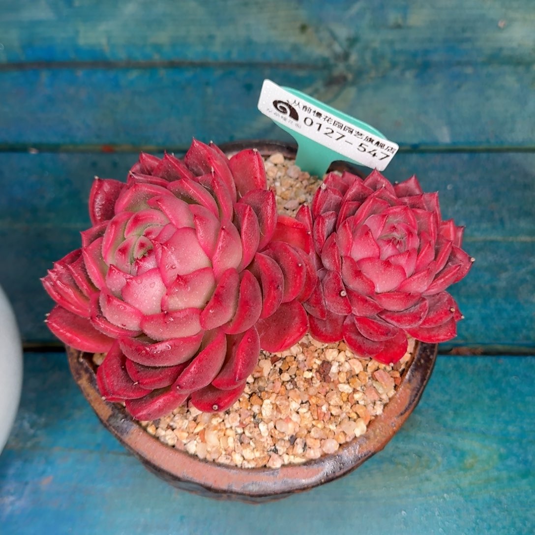 从前慢花园多肉0127-547