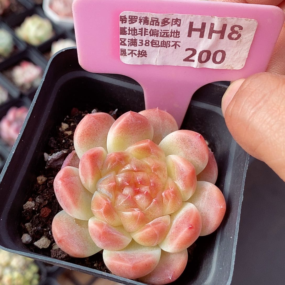 冰魄6cm多肉植物