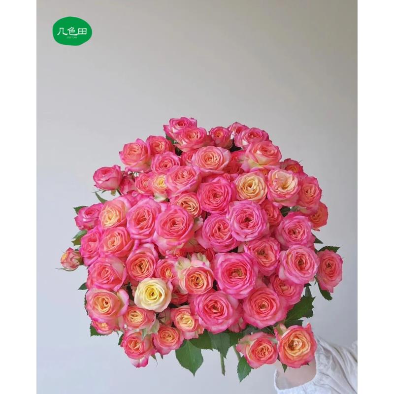 爱丽丝—多头玫瑰云南直发鲜花云南花插花鲜花 