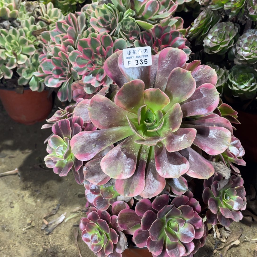 335美杜莎多肉法师断枝不包