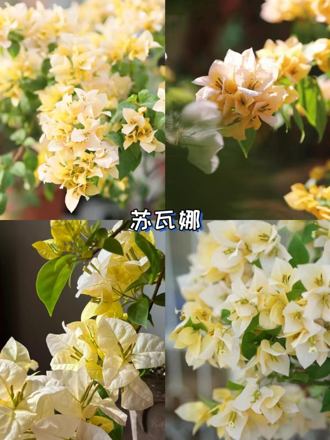  【一物一拍】运输过程落花落叶正常现象三角梅四季开花