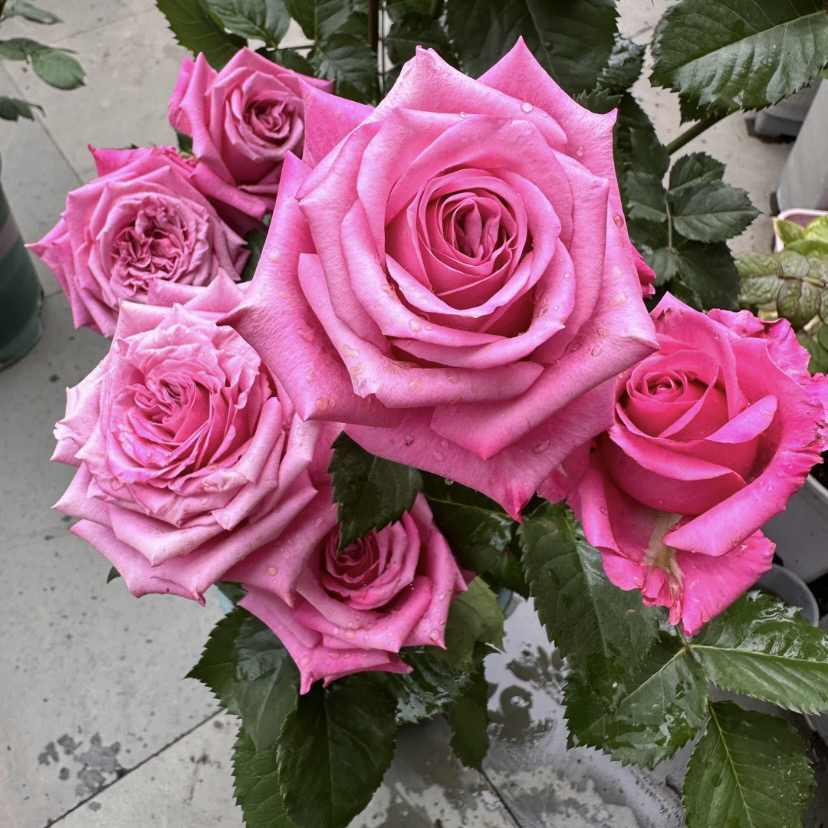 超新品【粉红雪缘】好养易活1加仑2.5L根接苗 云南发货