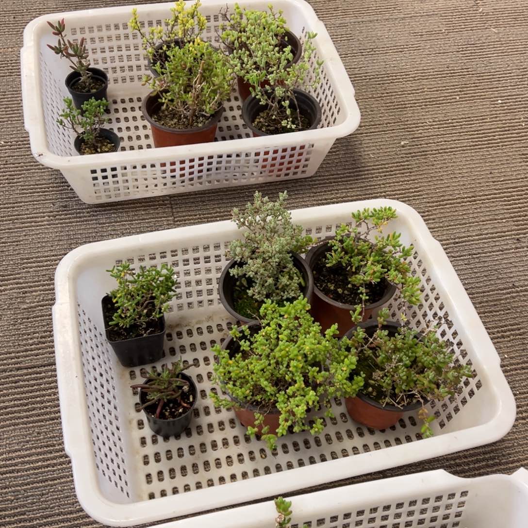 6颗中等老桩福利枝干9厘米盆