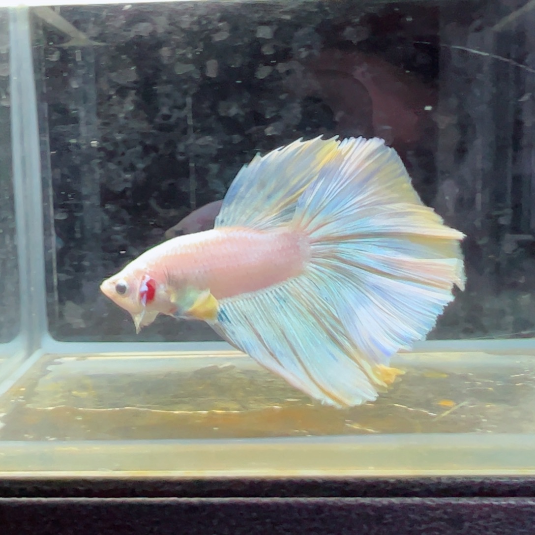 斗鱼浅色特殊尾hhhhh