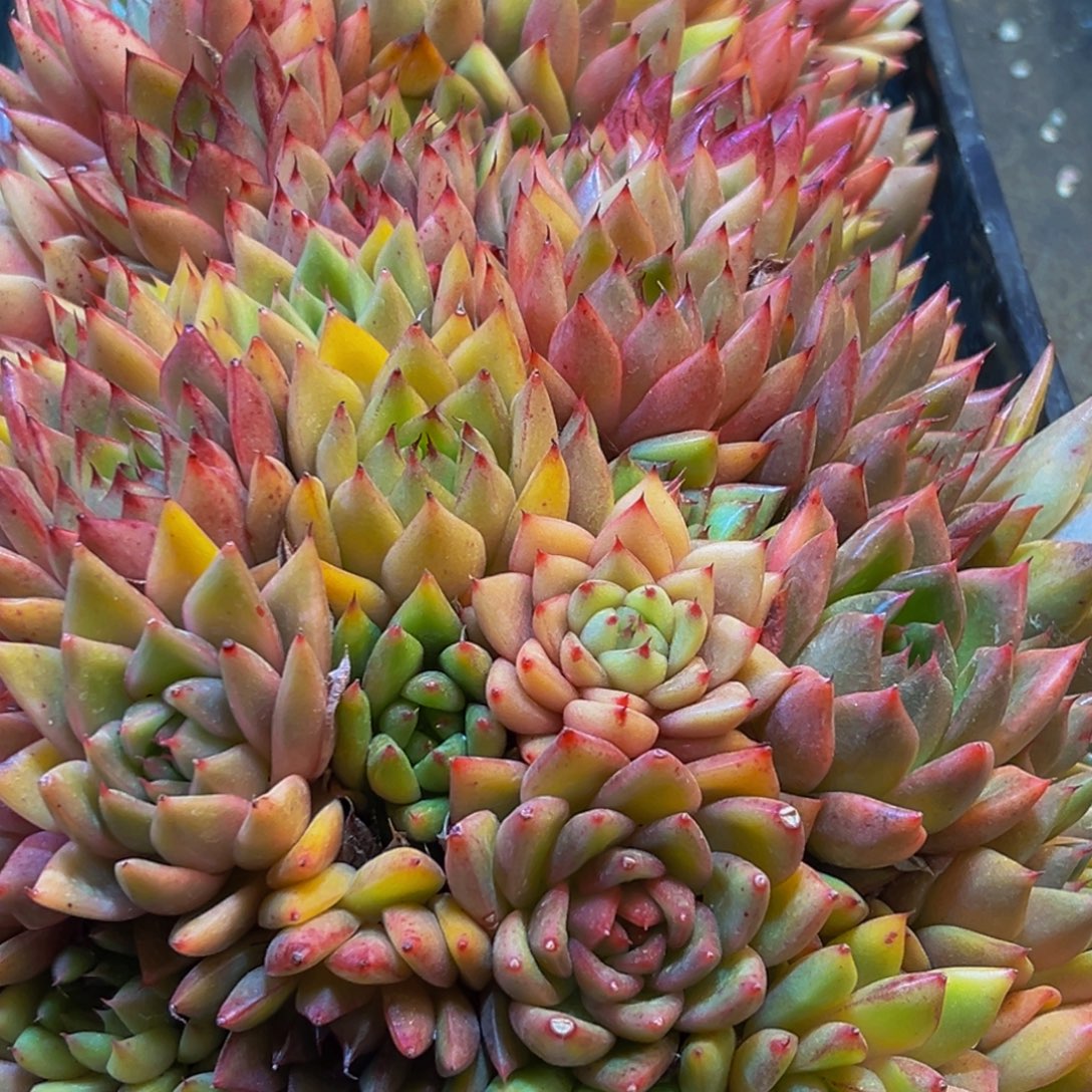 231多肉葡萄的味道是