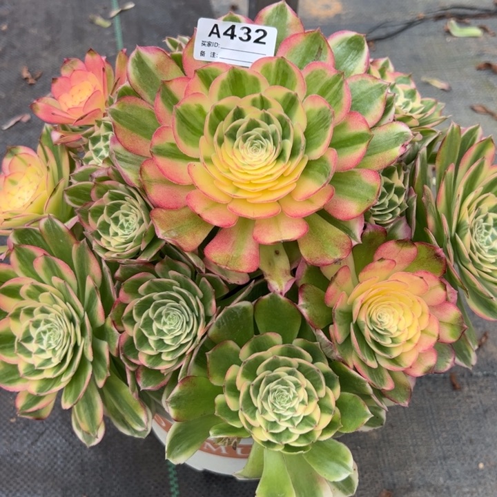 ?**?432海鲜30厘米左右