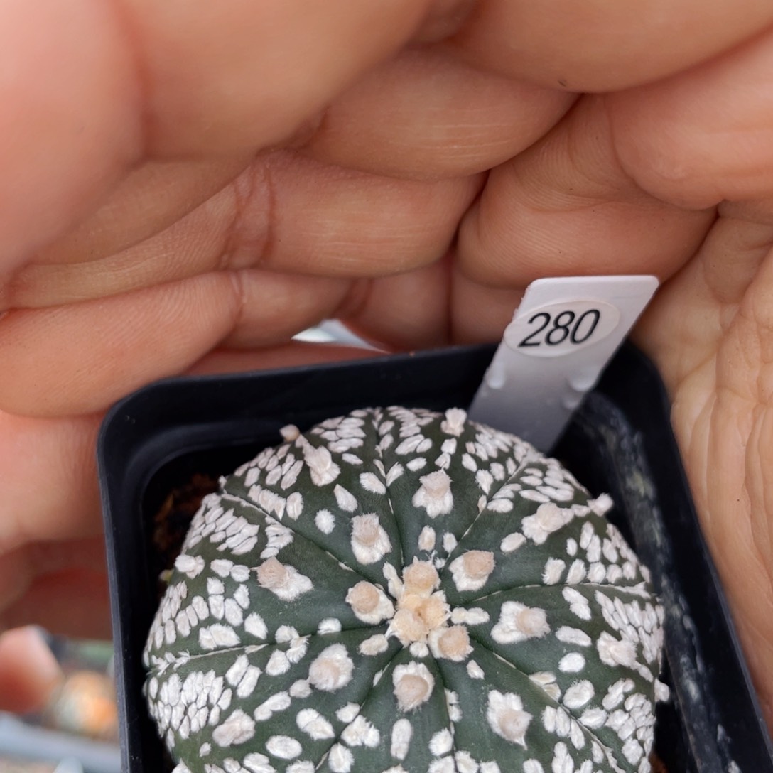 仙人球满28包邮盆5公分连线盾v