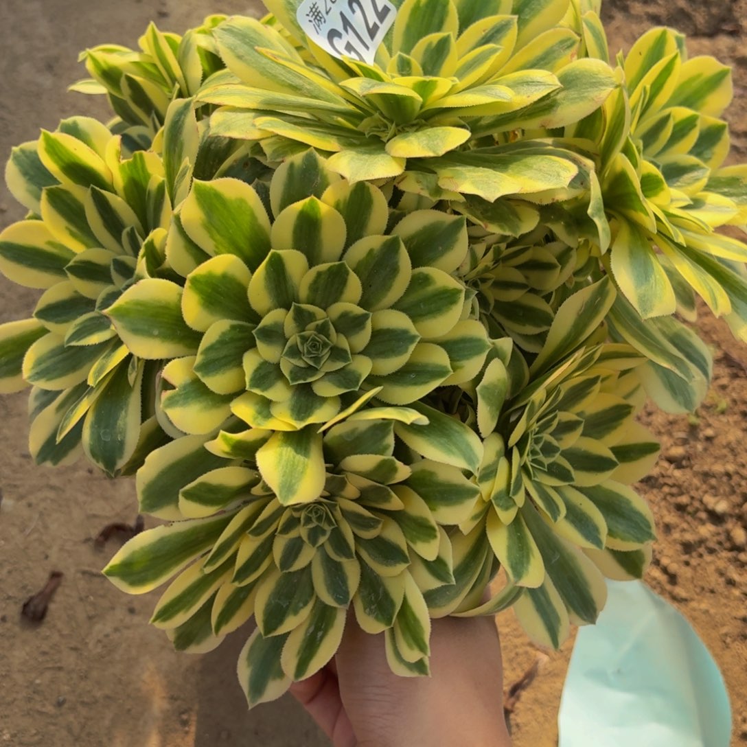 122多肉植物捧花的时候