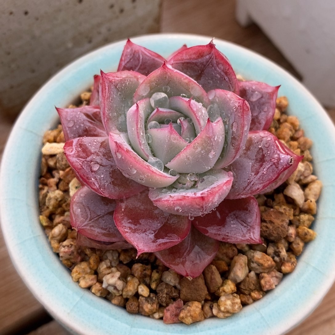 自助下单一物一拍多肉可寄养-奥黛丽