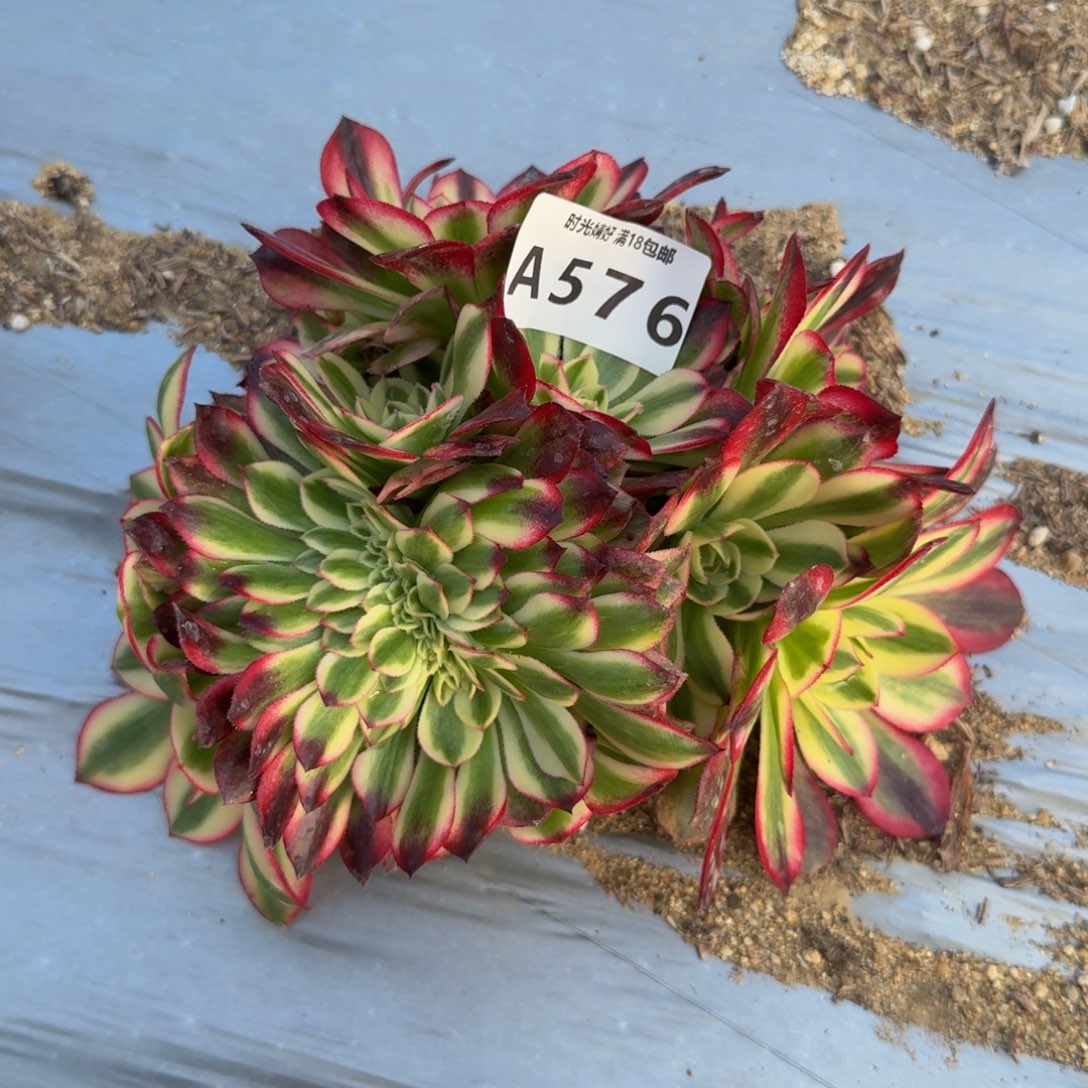 576红荔枝。多肉植物