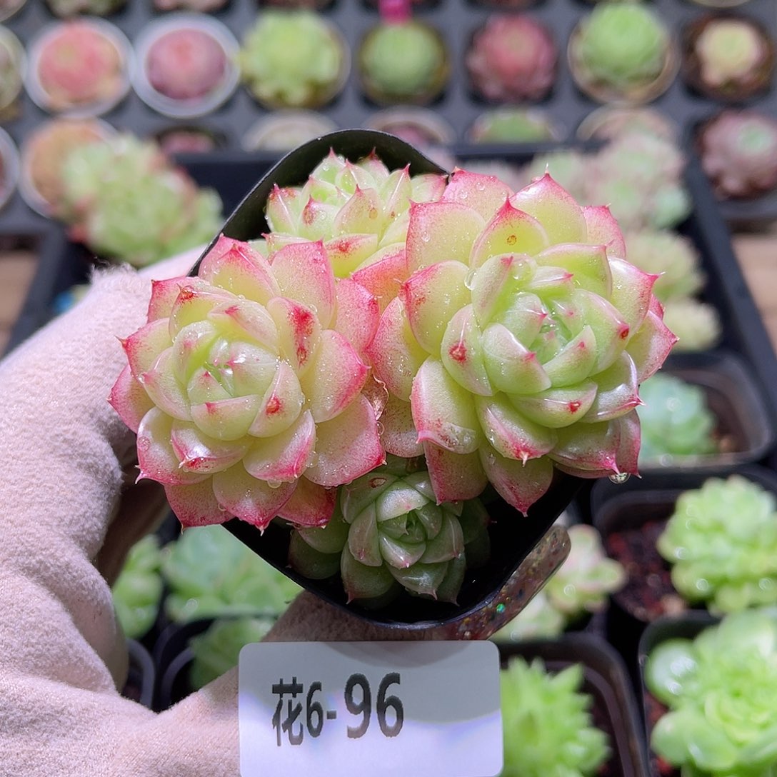 花利美6-96麦秆群