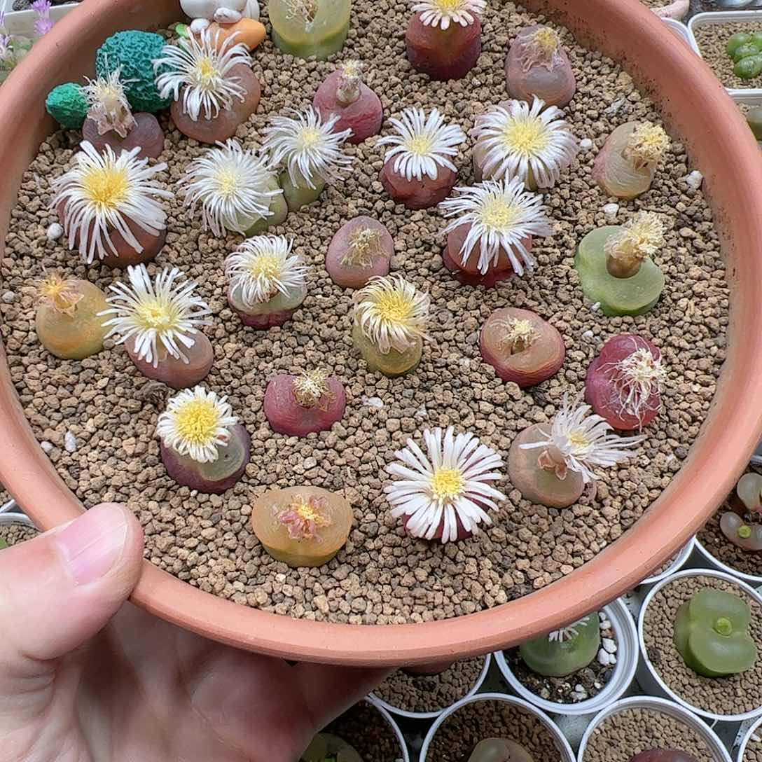 【闪购商品】彩色糖果毛5颗脱土随机1.5-1.8