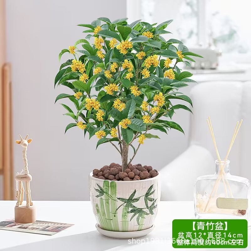 福袋桌面四季桂一颗，不含盆，土球发货 图片仅供参考