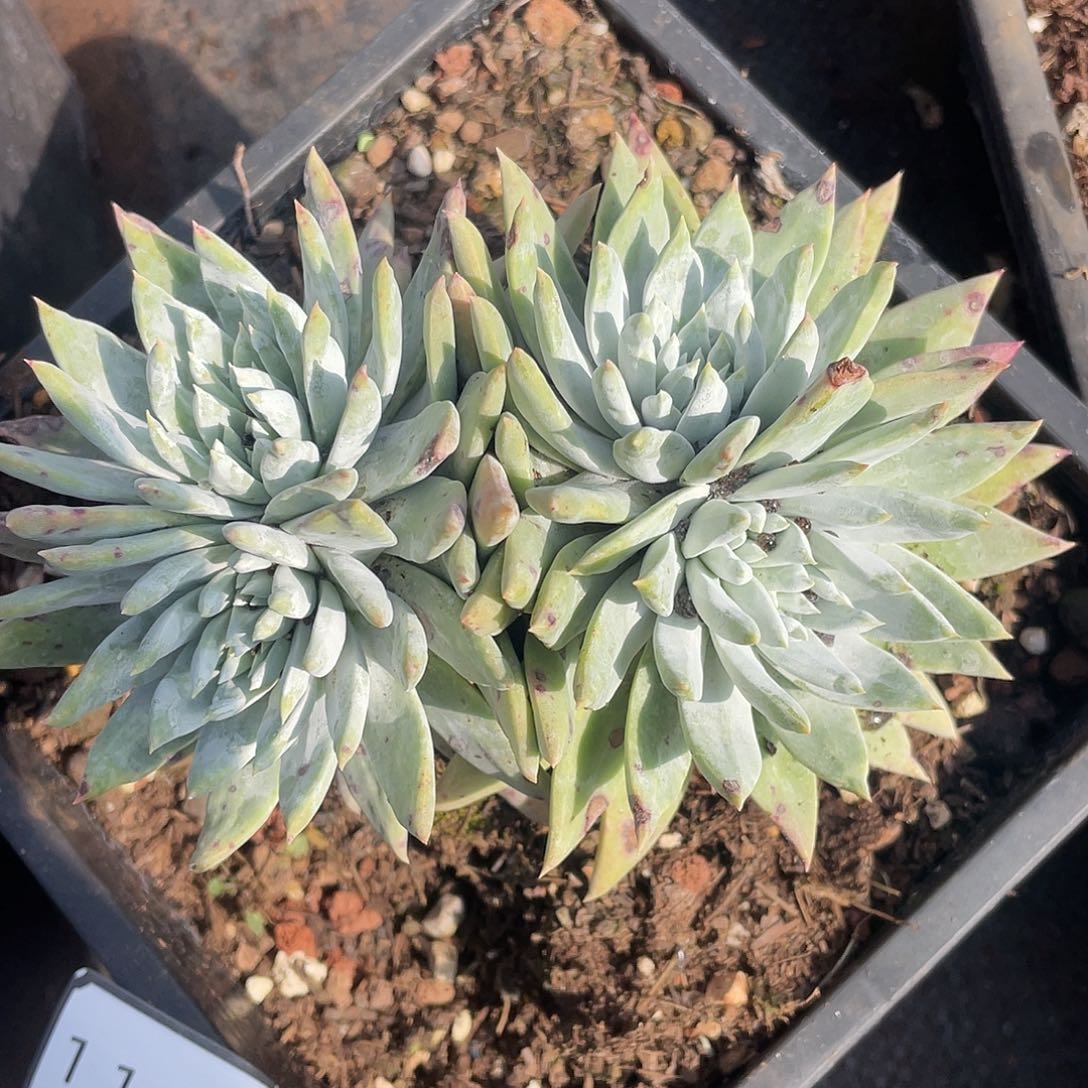 苹果叶杂交老桩11287