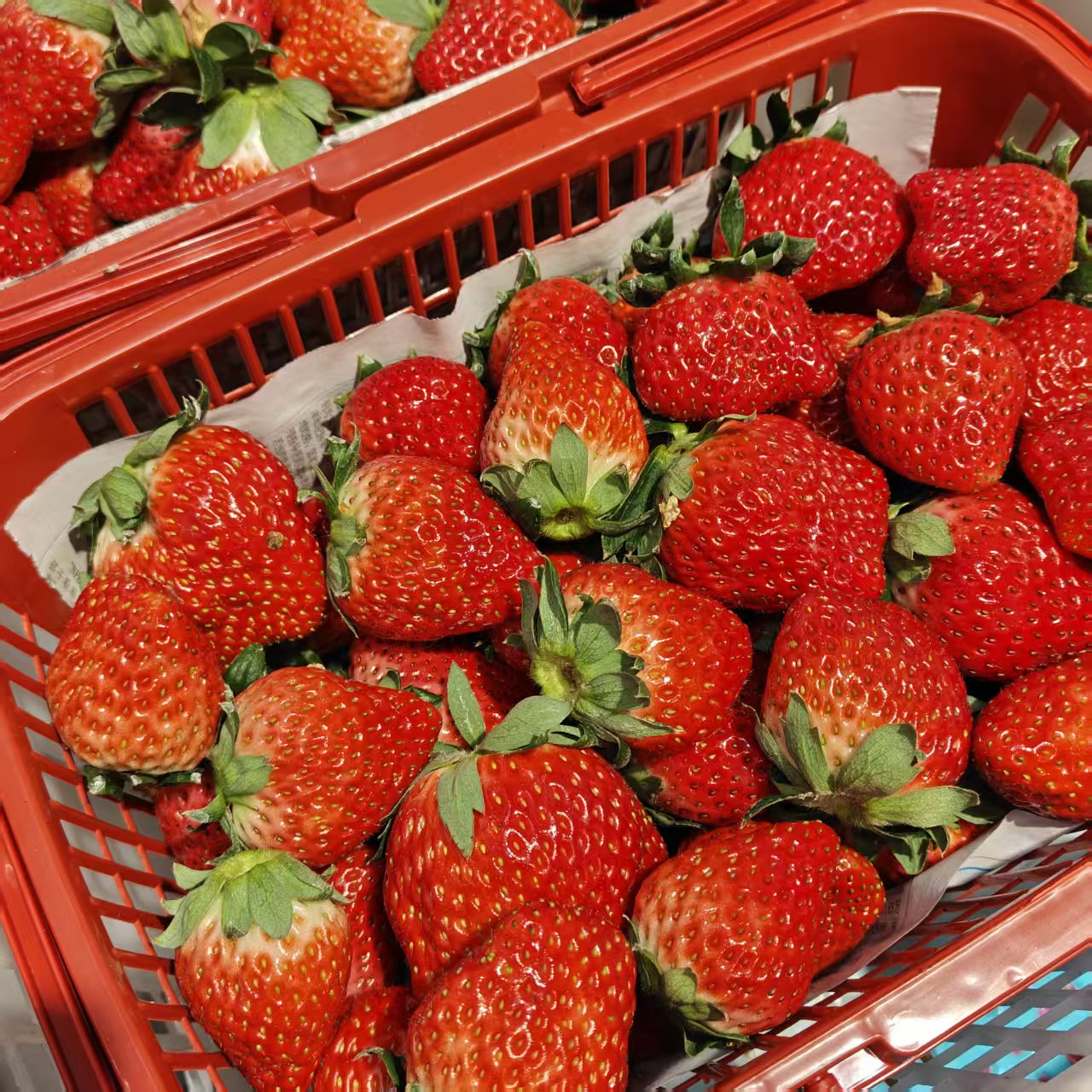 麻纱草莓  散称1斤~2斤