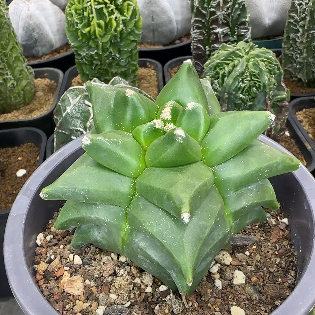 角油鸾凤玉实生根005