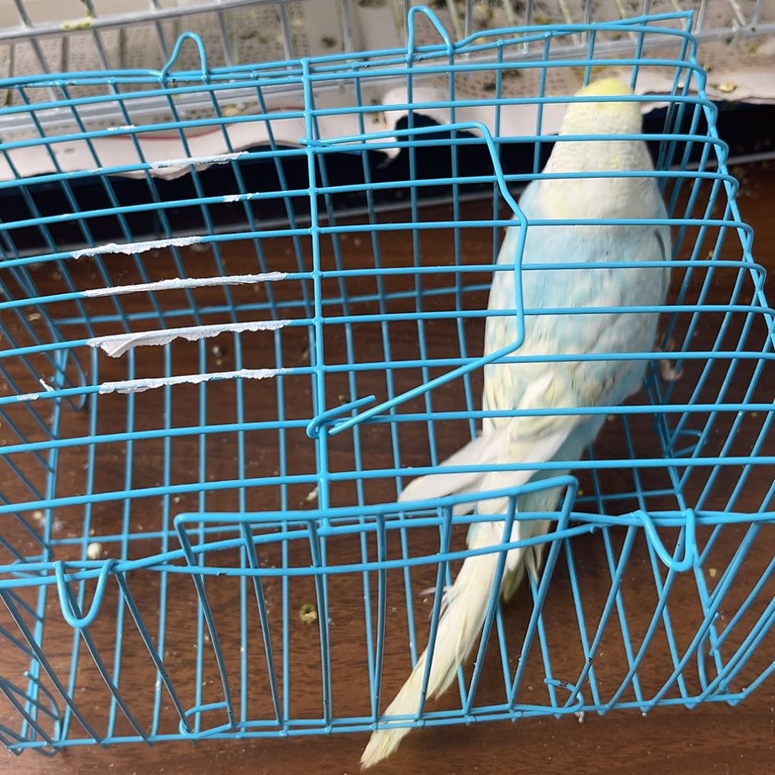 虎皮鹦鹉金彩鹦鹉