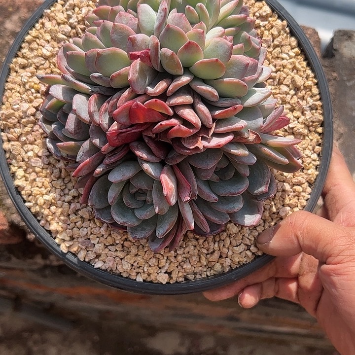 【闪购商品】全明星缀