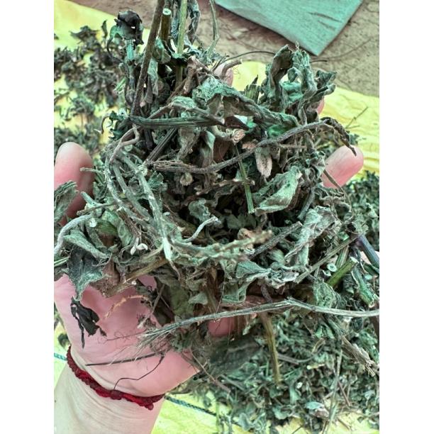 土牛七 土牛膝 倒扣草 500克干品一份 广西货