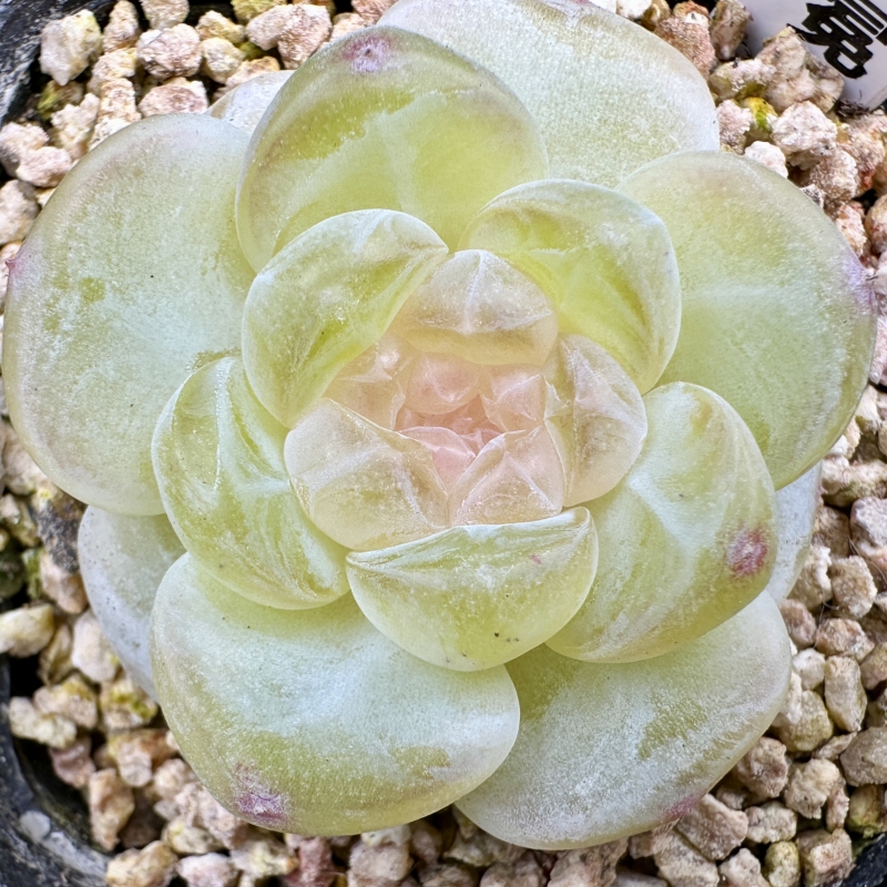  巫拉拉肉肉铺2025-12-31 直播链接6号（101-120）