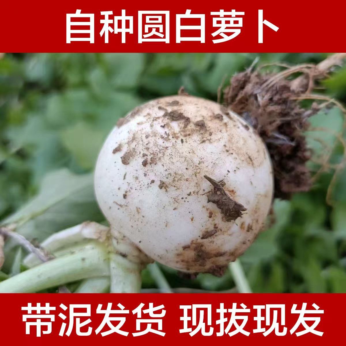 四川乐山萝卜农家自种新鲜蔬菜白萝卜腌制萝卜干当季泡菜现挖火锅