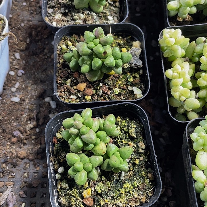 紫光2.8带盆土发货