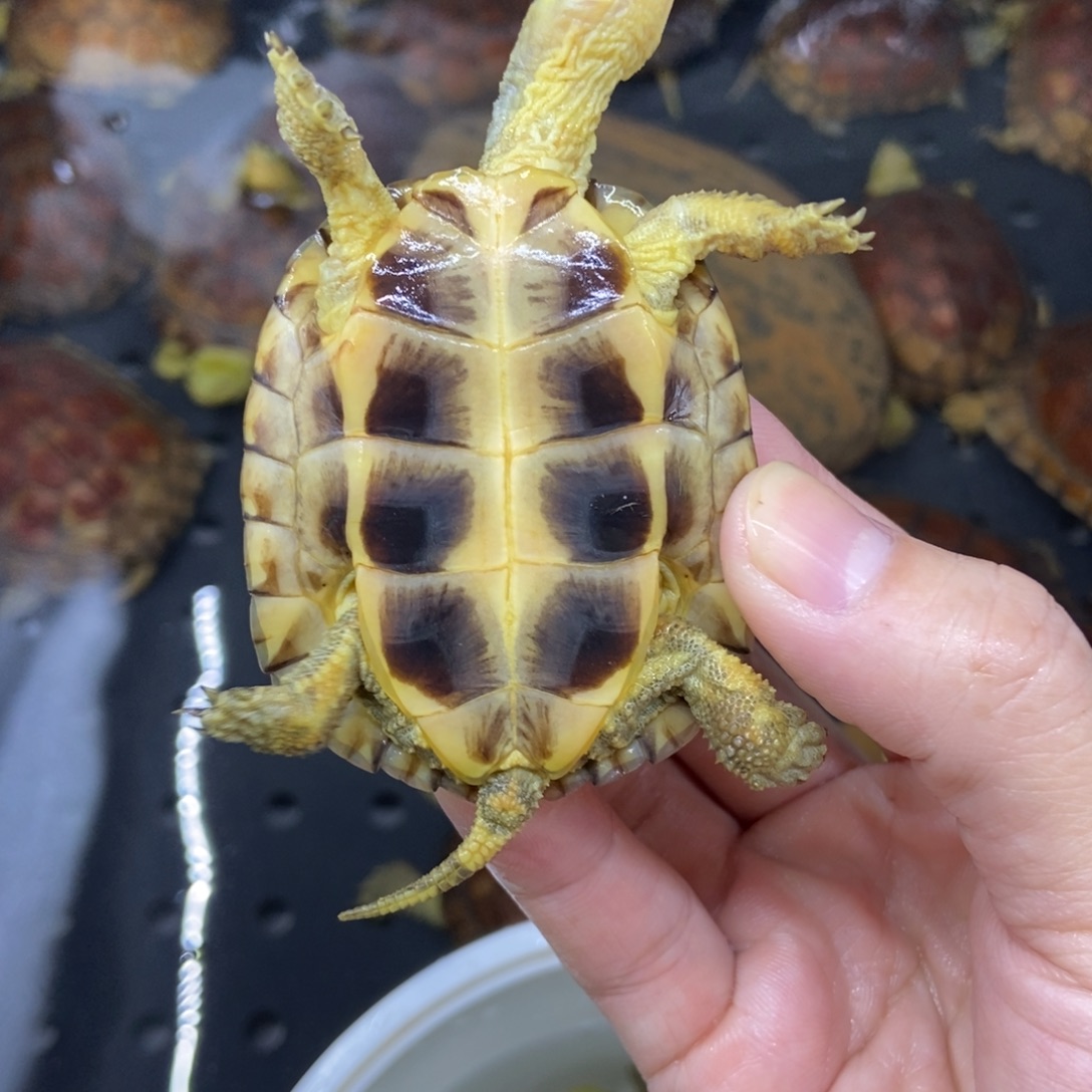 绿毛龟母水锈小青